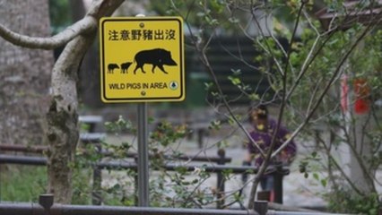 En el Año del Cerdo, Hong Kong se enfrenta a una invasión de jabalíes