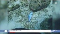 Buzz : Regardez cette vidéo où une plongeuse sauve un poisson pris au piège par un sac plastique, qui fait le tour du monde