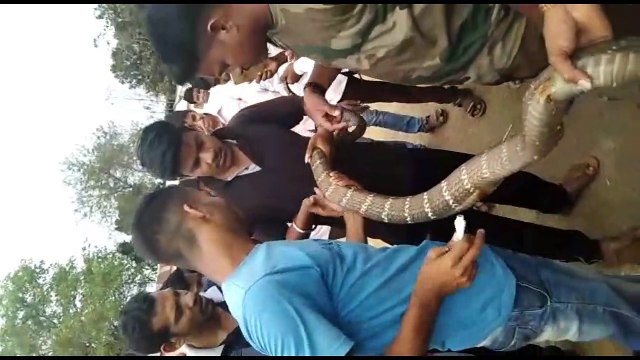 Stressed snake spits out its dinner when rescued