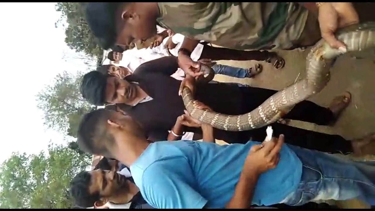 Stressed snake spits out its dinner when rescued