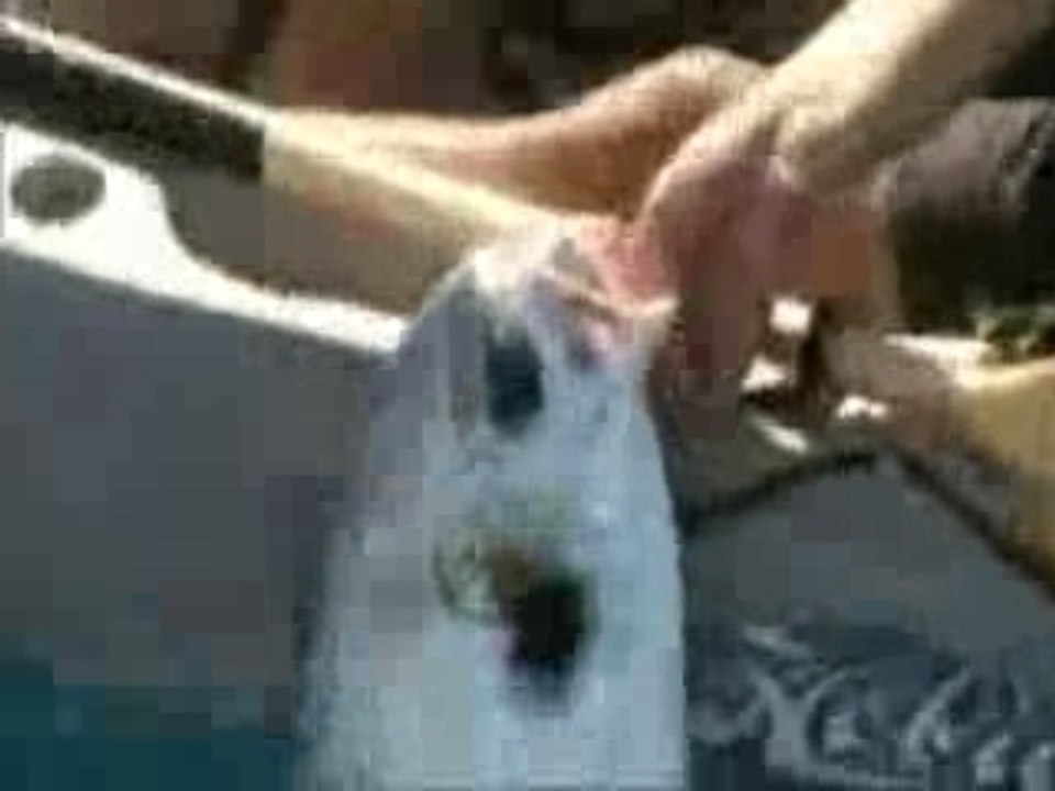 fishing Video 586 (blukorfish.blogspot.com)