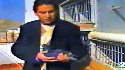 Buchón Laudino Sevillano