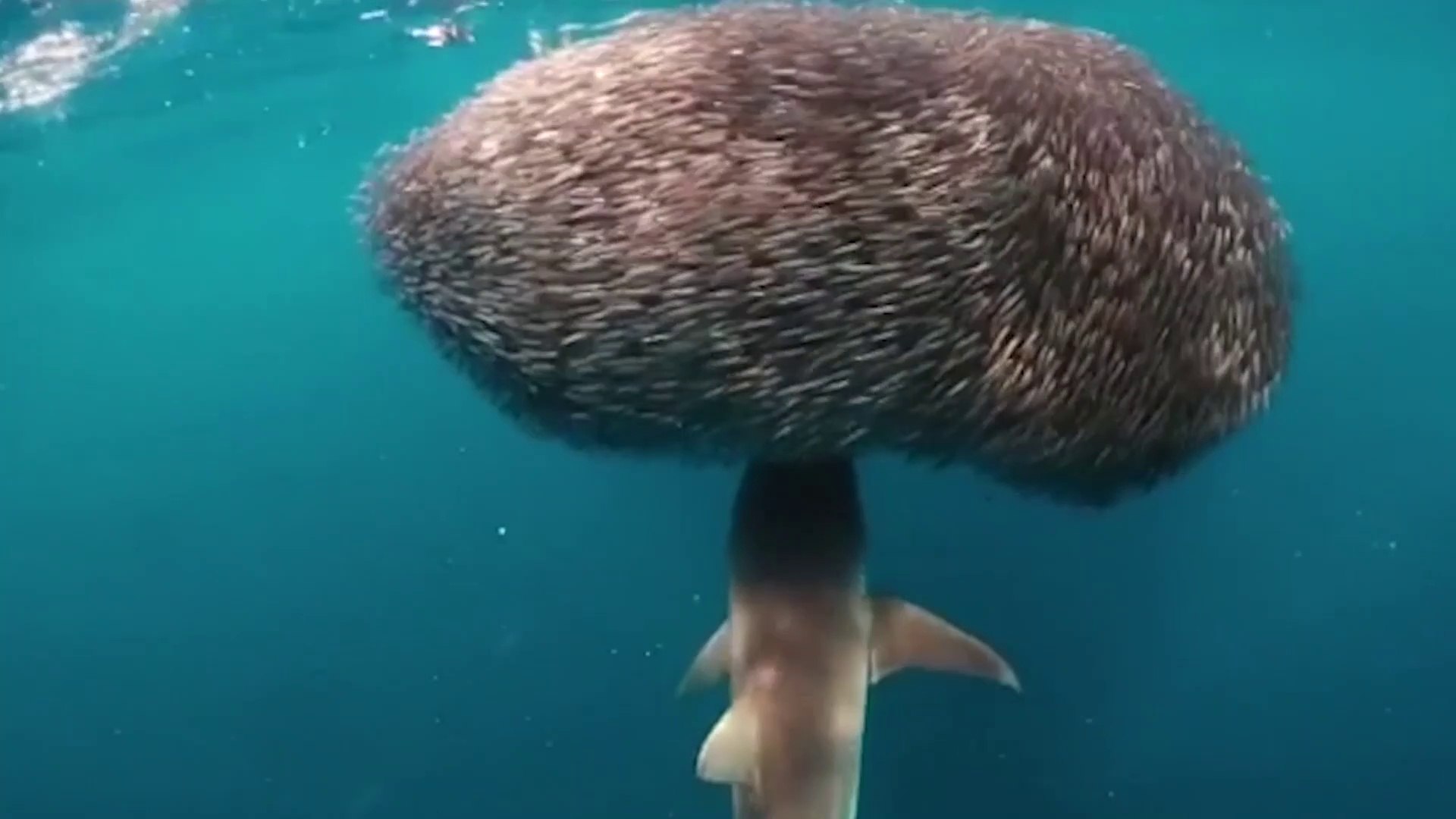 Un Requin Attaque Un Banc De Poissons Et C Est Impressionnant Video Dailymotion