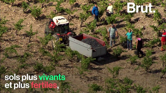 5 bonnes nouvelles pour la planète
