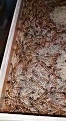 superworms from indonesian / ulat jerman dari indonesia