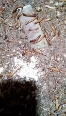 superworms from indonesian / ulat jerman dari indonesia