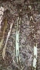 superworms from indonesian / ulat jerman dari indonesia 3