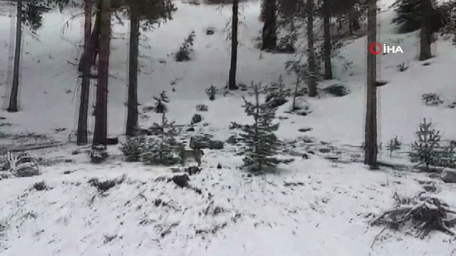 Gördüğü vaşağı “pisipisi” diye çağırdı