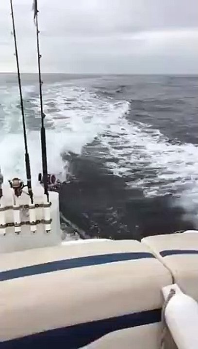 Des orques nagent à 1m de ce bateau à pleine vitesse ! Impressionnant !