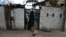 Kırklareli'de Yakılmış Kedi ve Köpek Ölüleri Bulundu