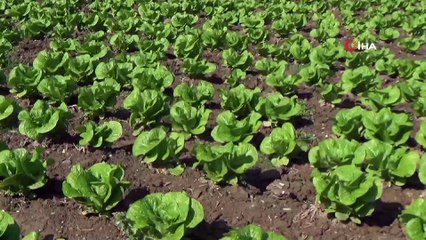 Barut: 'Mazot fiyatları düşerse tazim satışlarına gerek kalmaz'