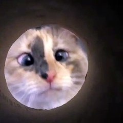 Ce mignon chat n’apprécie pas les trous !!