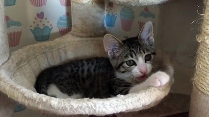 Regarder ce très mignon chaton allongé sur son litière !!