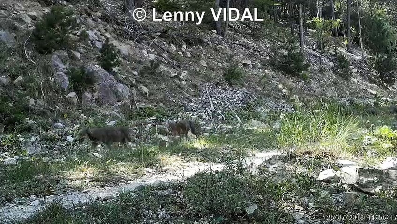 6 louveteaux filmés dans le Ventoux : "Il faut arrêter de voir" le loup "comme une espèce menaçante pour l'Homme"