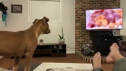 Ce chien se met à pleurer en regardant Le Roi Lion