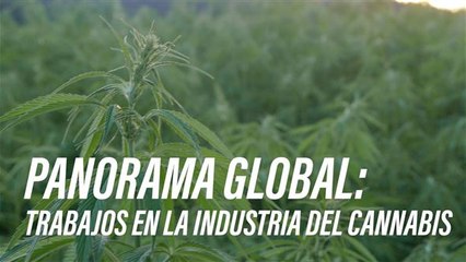 Cinco empleos en la industria del cannabis