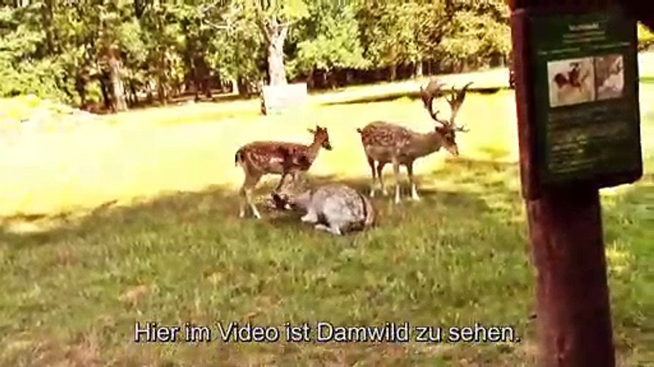 Damwild in Dünnwald