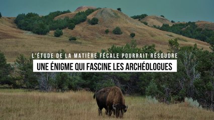 Quand la matière fécale résout une énigme qui fascine les archéologues depuis des siècles