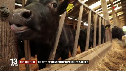 Agriculture : un site de rencontre pour les vaches