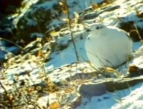 KUTUP KUSU 4 MEVSIM AYRI GIYSI DEGISTIRIYOR!