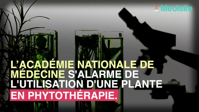 Les tisanes et poudres d'Artémisia potentiellement mortelles ?