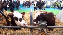 Salon de l’agriculture : les Savoie font leur show