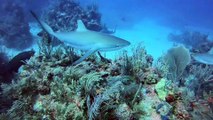 Cuba, Jardines de La Reina , Shark's fantasy