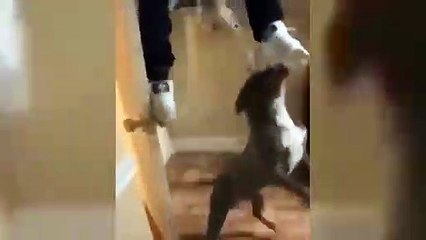 Ton chien mord  ? Non c'est bon tu peux entrer