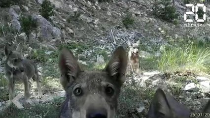 Ces louveteaux vont vous faire craquer - Le Rewind du Mercredi 27 Février 2019