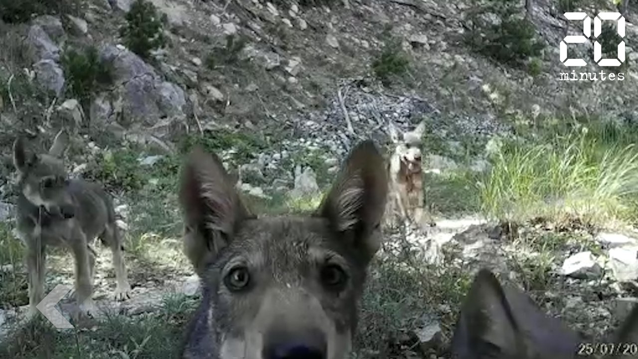 Ces louveteaux vont vous faire craquer - Le Rewind du Mercredi 27 Février 2019