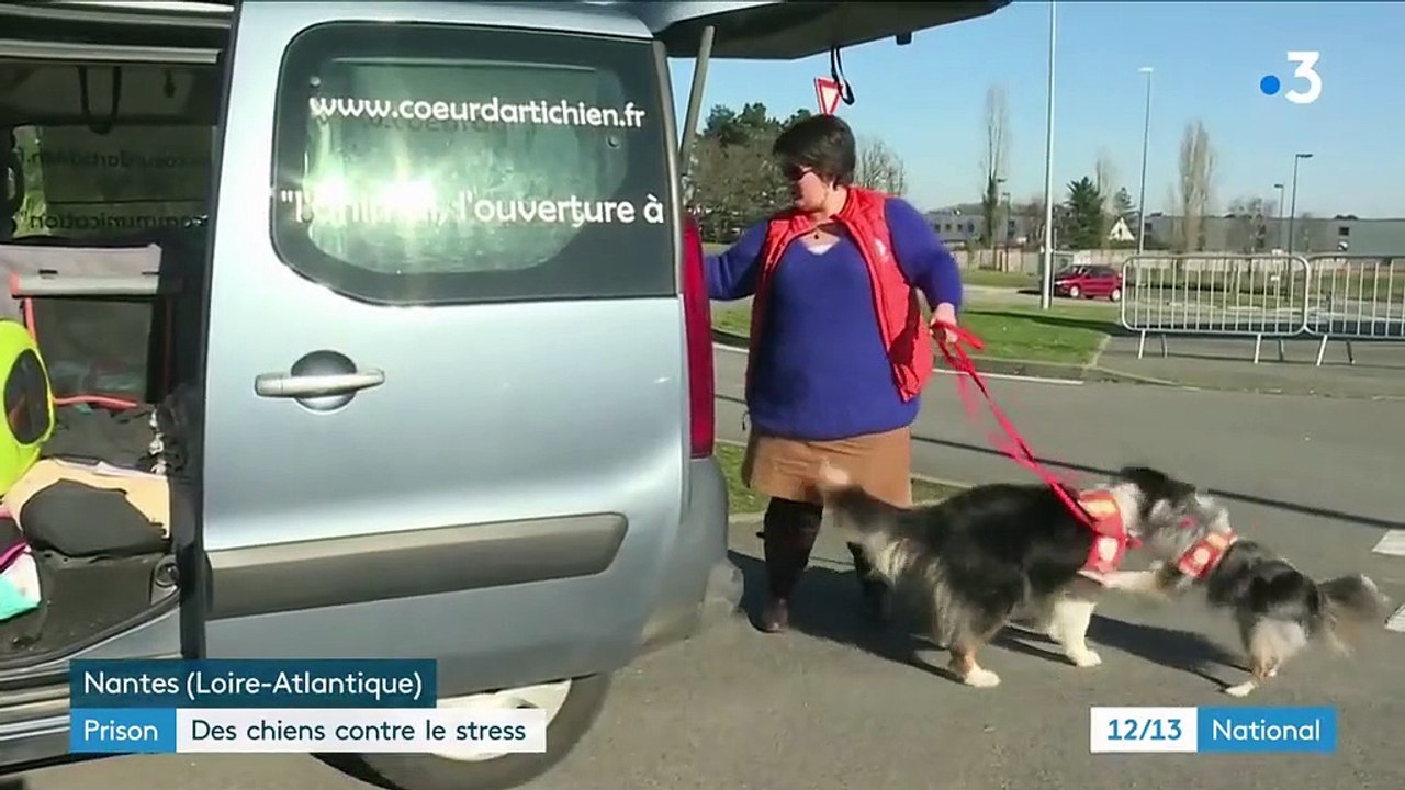 Prisons : des chiens contre le stress