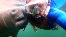 Manatee Munches on a Man's Beard