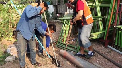 Loving lizards caught mating under factory floor in Thailand