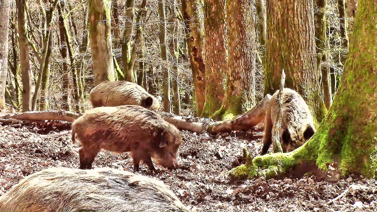 Zu Besuch im Wildpark Daun – 2