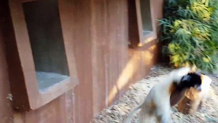 Naissance rare et "super maman" au zoo de Mulhouse