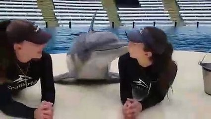 lucky dolphin -lumba yang sangat comel