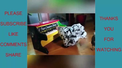 Funny animals | Funny and lovely animal #5 