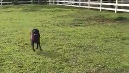 Alex Anzalone's dog Sammy crushes the 40-yard dash