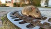 Спасение крысы: "Все животные равны"