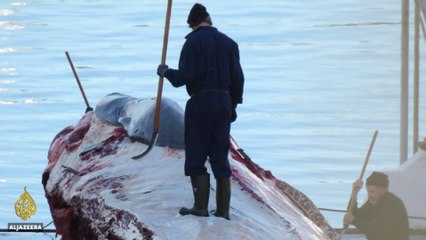 Killing Whales | People and Power