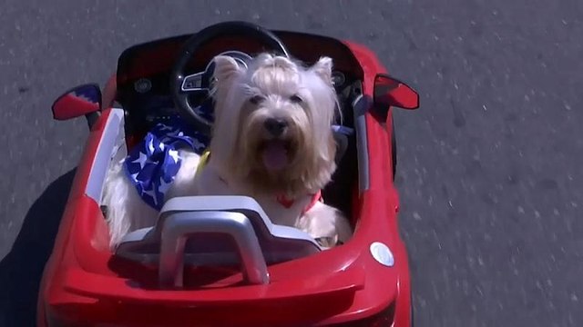 Carnaval do Rio de Janeiro: Samba dançado a quatro patas