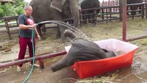 Ce bébé éléphant adore prendre son bain... Trop mignon