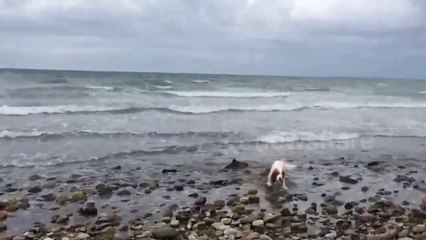 Un chien trouve un bébé dauphin échoué sur la plage de Criccieth