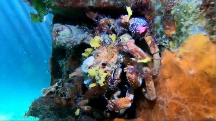 Les couleurs de ce crabe qui se camoufle sont merveilleuses... Victoria, Australie