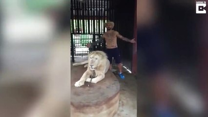 Ce lion blanc n'aime pas qu'on le touche... Grosse frayeur