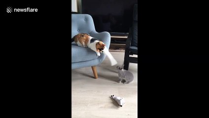 Scaredy-cat can't handle tiny bunny