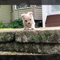 Maltipoo Puppies For Sale