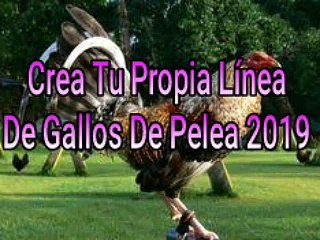 Como Crear Tu Propia Línea De Gallos De Pelea  2019
