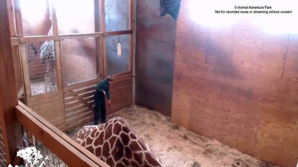 Stall cleaning time with Corey Animal Adventure Park