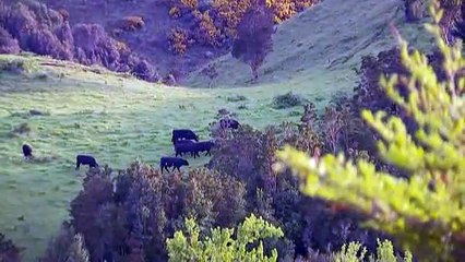 100 Isla Paraiso~1_clip1